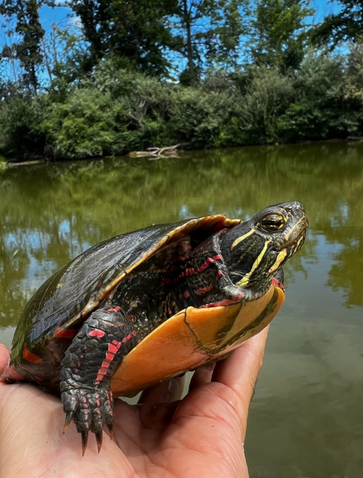 Midland Painted Turtle